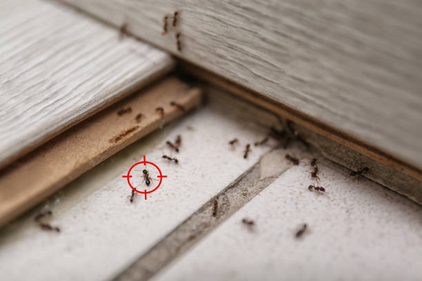 Best Pest Control Cost  in Winnie, TX