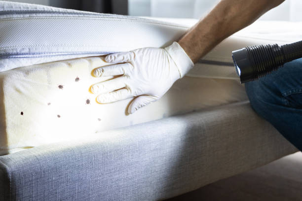 Best Pest Control Near Me  in Winnie, TX