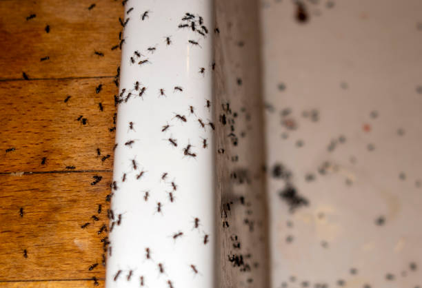 Best Wildlife Control Services  in Winnie, TX